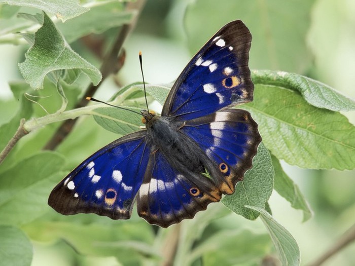 Butterfly_-_Cyrestinae - poze fluturi