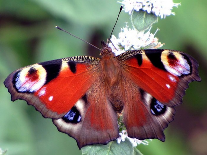 Morpho_granadensis_Butterfly