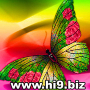 46098562_THOGHPGZT - poze fluturi