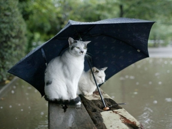 The_weather_is_not_suitable_for_flight - poze poze