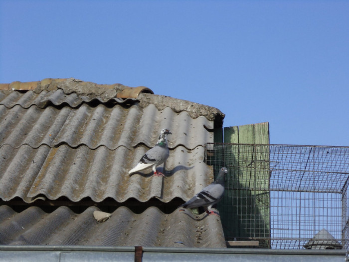 DOI MASCULI ADEVARATI