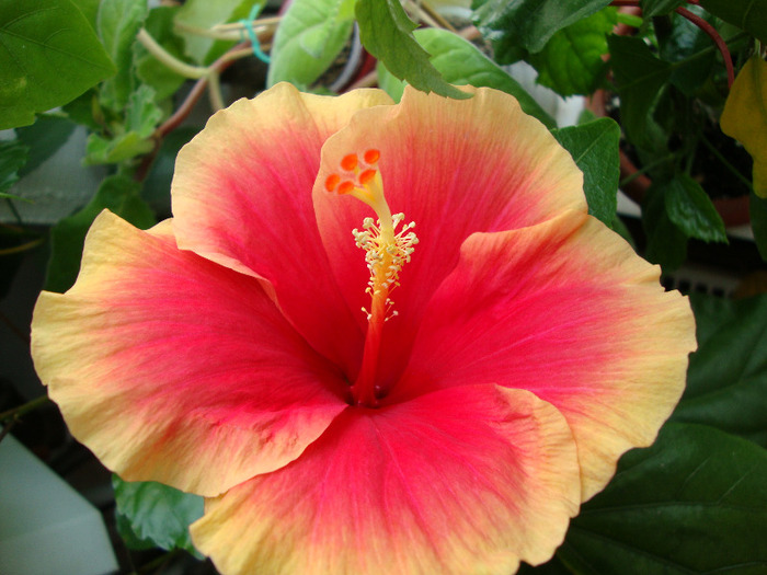 DSC02964 - 0 hibiscus