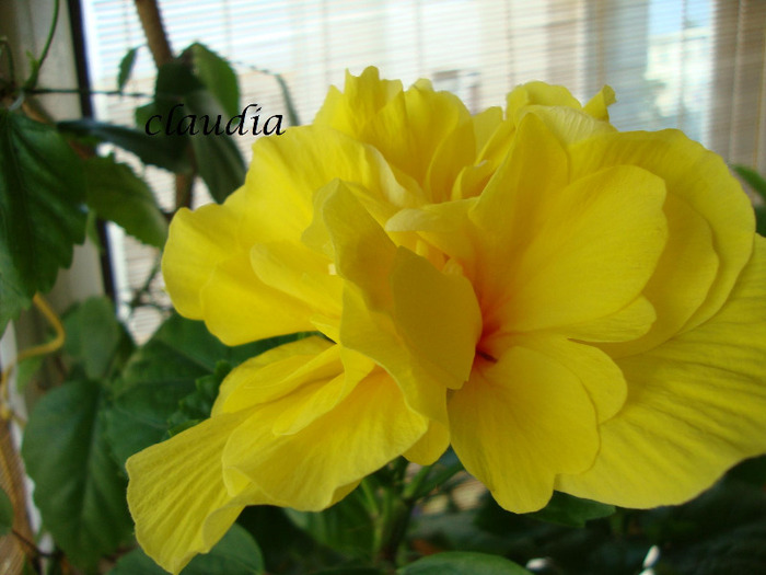 DSC03354 - 0 hibiscus