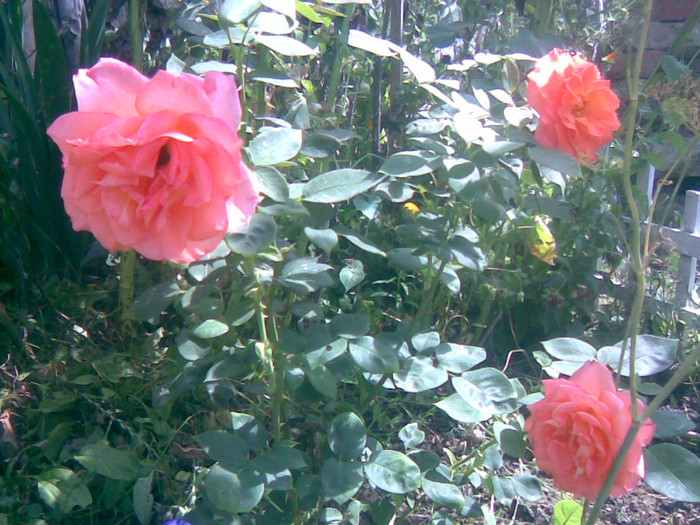 01082011(022) - gradina vara 2011