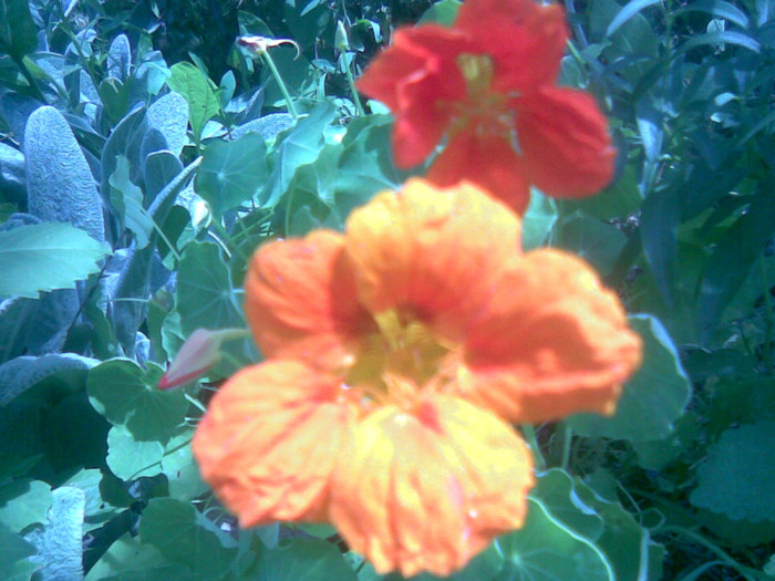 01082011(023) - gradina vara 2011