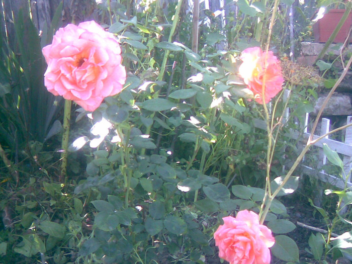 03082011 - gradina vara 2011