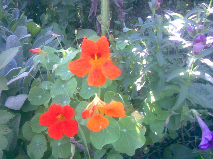 03082011(001) - gradina vara 2011