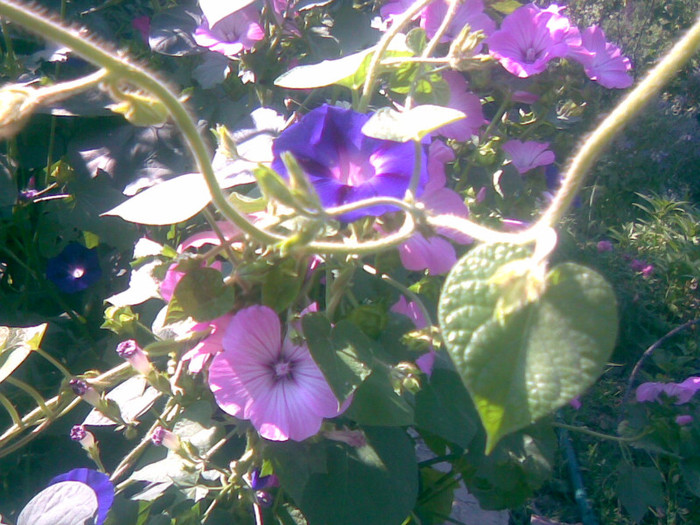 03082011(007) - gradina vara 2011