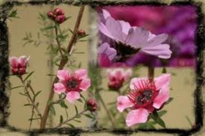 images (24) - poze flori