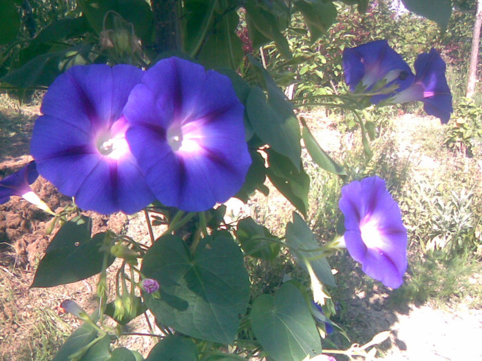 03082011(010) - gradina vara 2011