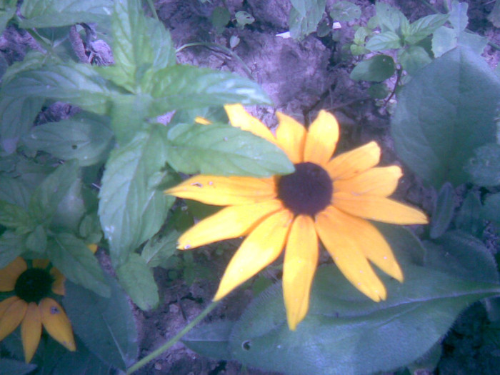 03082011(054) - gradina vara 2011