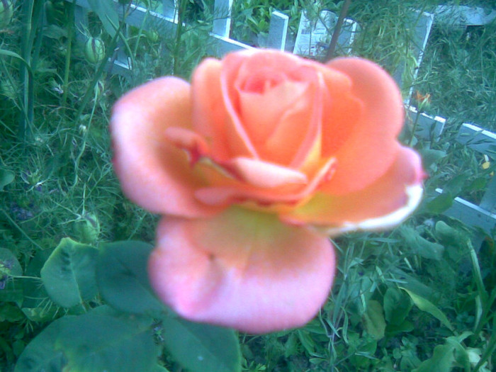 19062011(016) - gradina vara 2011