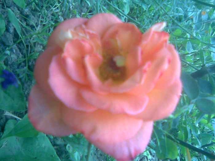 19062011(018) - gradina vara 2011
