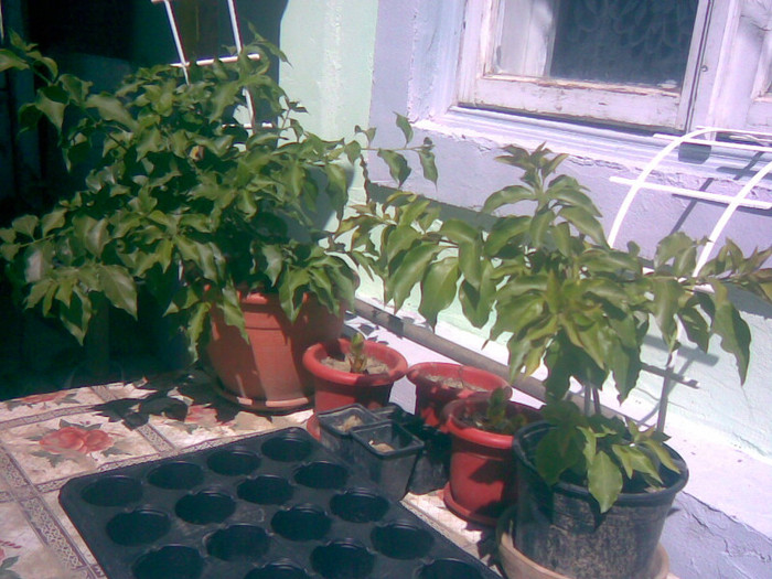 22082011(017) - gradina vara 2011