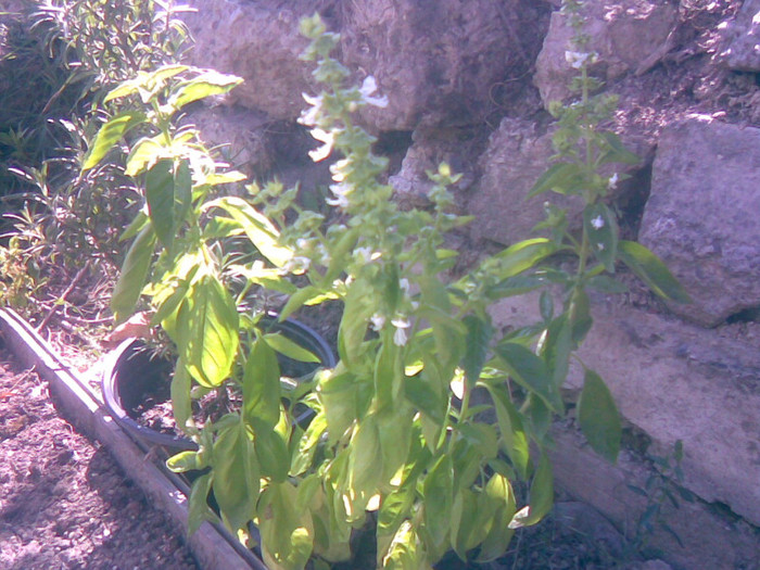 22082011(022) - gradina vara 2011