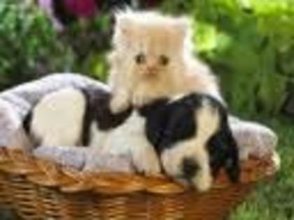 images (31)