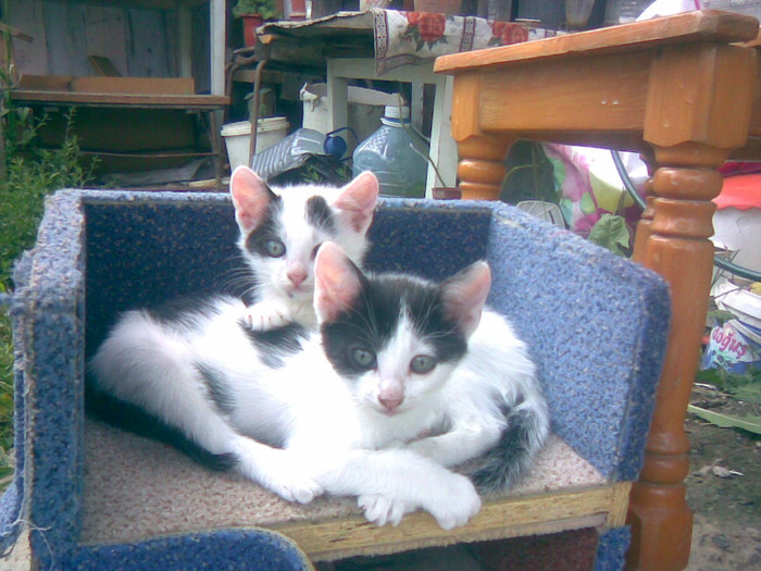 27072011(020) - gradina vara 2011