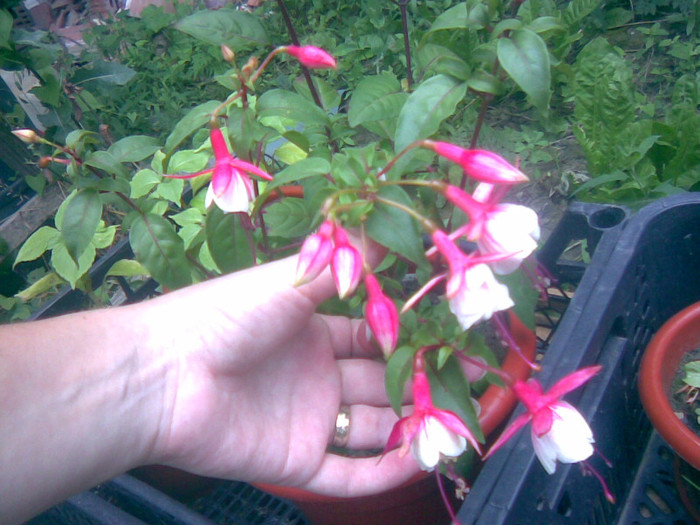 30072011(008) - gradina vara 2011