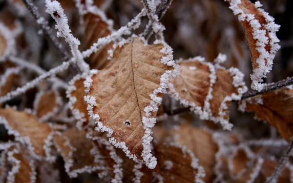 brown-leaves - Iarna