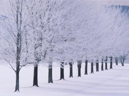 copaci-iarna_13-1152x864 - Iarna