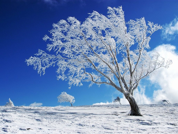 white-tree - Iarna