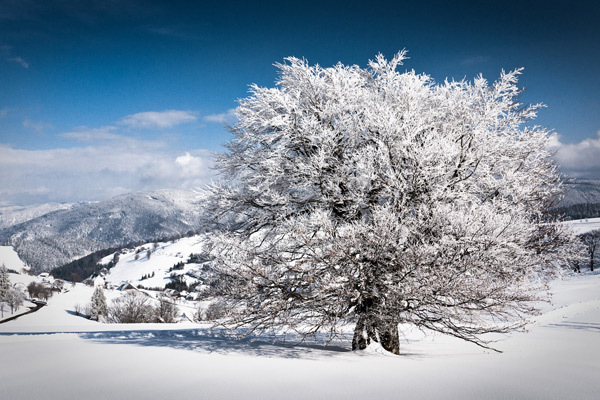 winter-day - Iarna