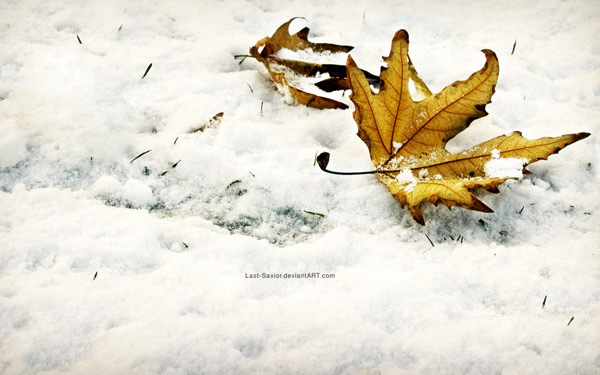 winter-fall - Iarna