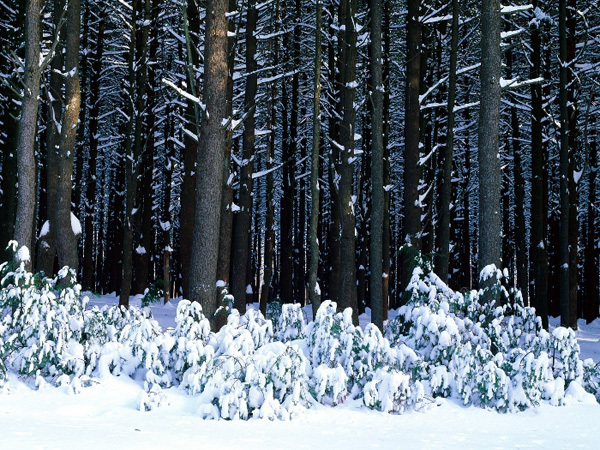 winter-forest - Iarna