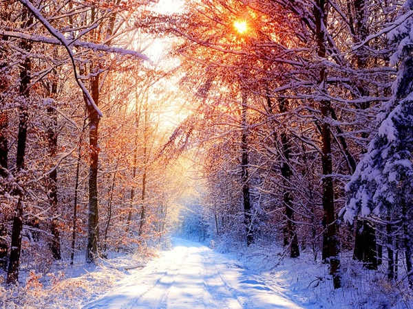 winter-forest-2