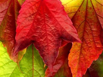 Autumn_wallpapers_imagini_toamna - Toamna