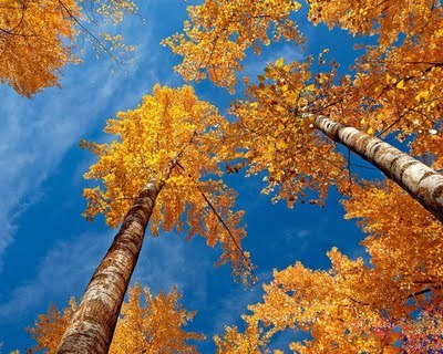 wallpaper_autumn_blue_sky-1280x1024 - Toamna