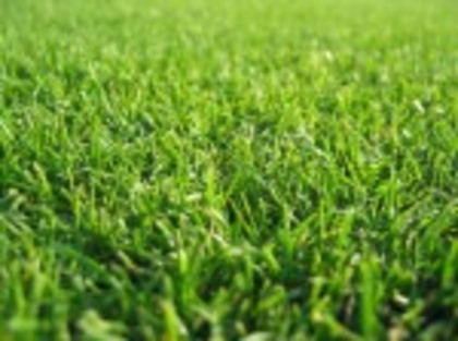 fresh-grass_1600 - Vara