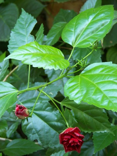 100_5113 - 2 August 2011