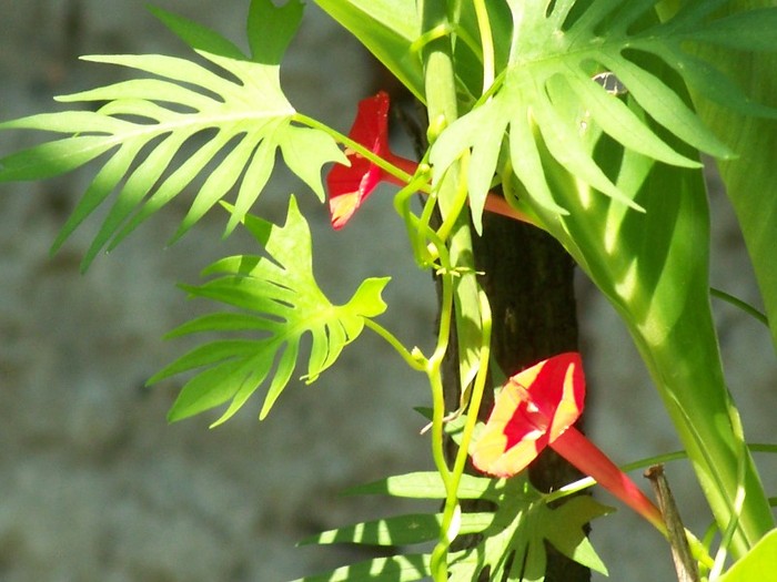 100_5117 - 2 August 2011