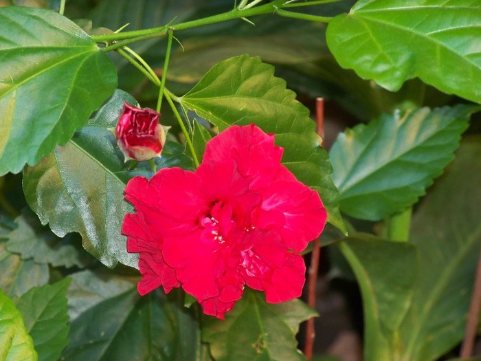 100_5122 - 2 August 2011