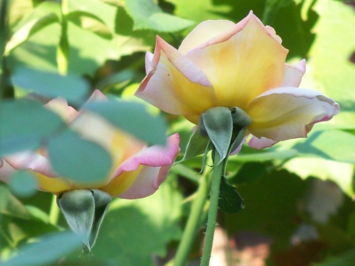 100_5127 - 2 August 2011