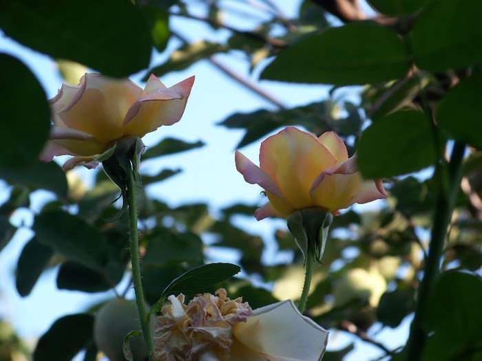 100_5132 - 2 August 2011