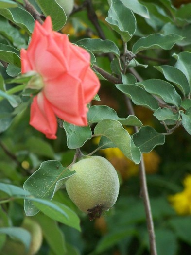 100_5133 - 2 August 2011