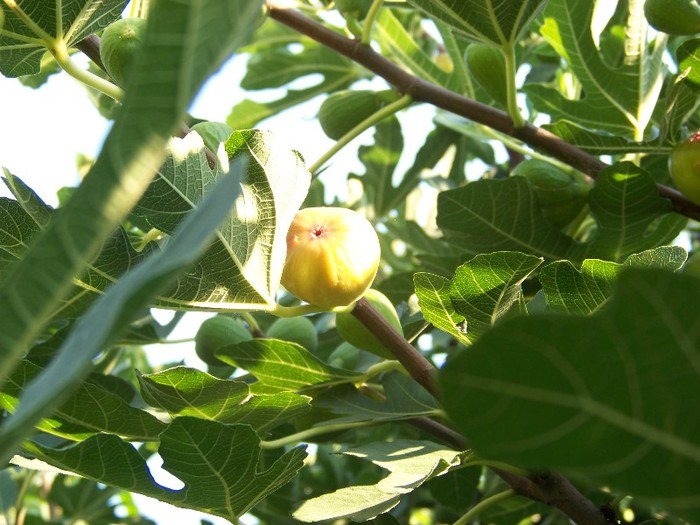 100_5138 - 2 August 2011