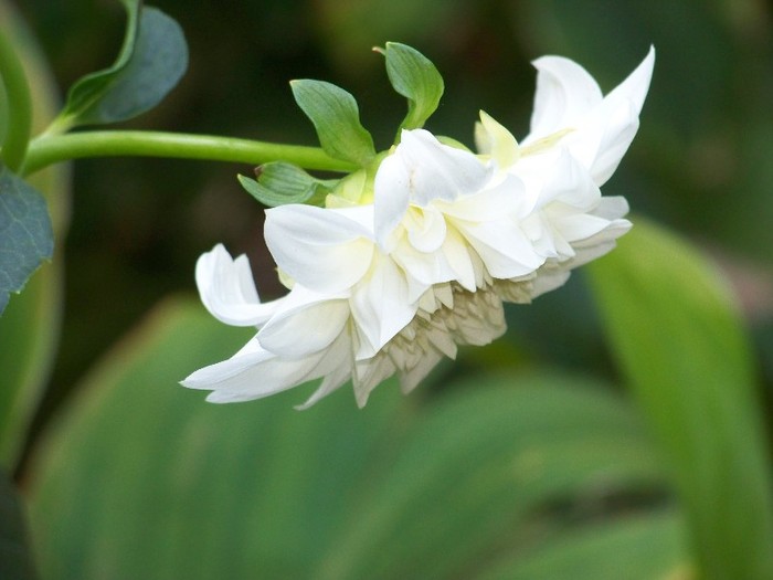 100_5140 - 2 August 2011