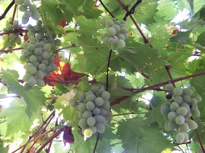 100_5147 - 2 August 2011