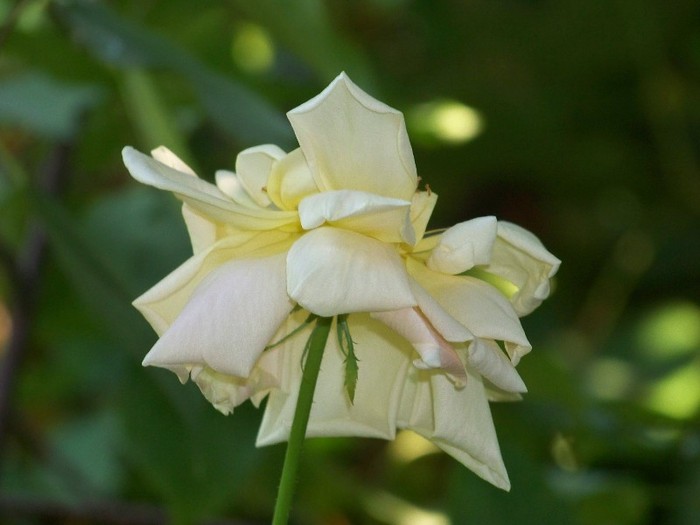 100_5156 - 2 August 2011