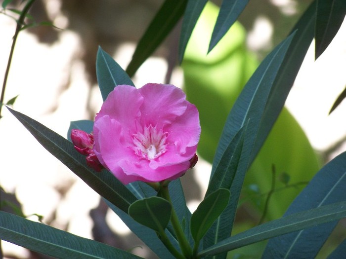 100_5166 - 2 August 2011