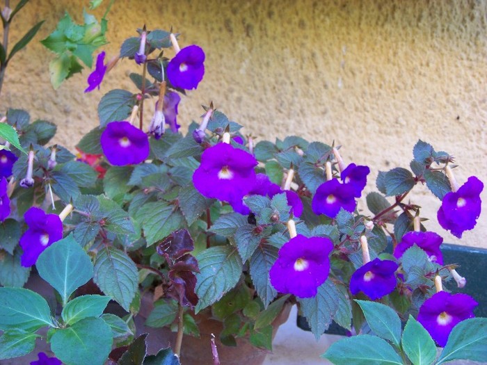 100_5169 - 2 August 2011