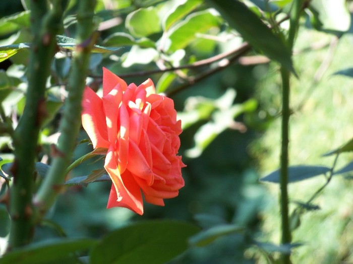 100_5177 - 2 August 2011