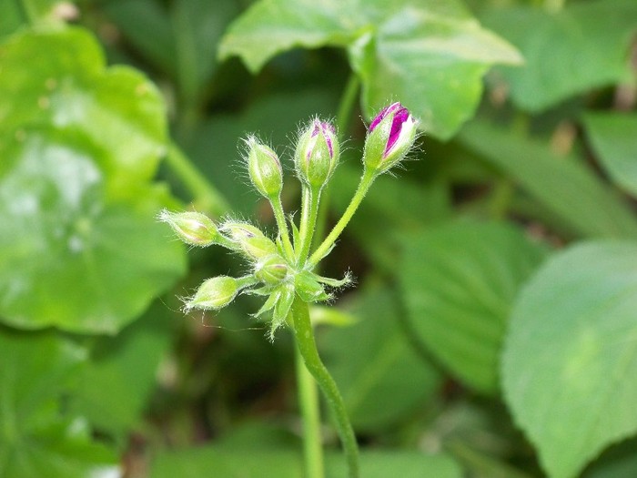 100_5178 - 2 August 2011