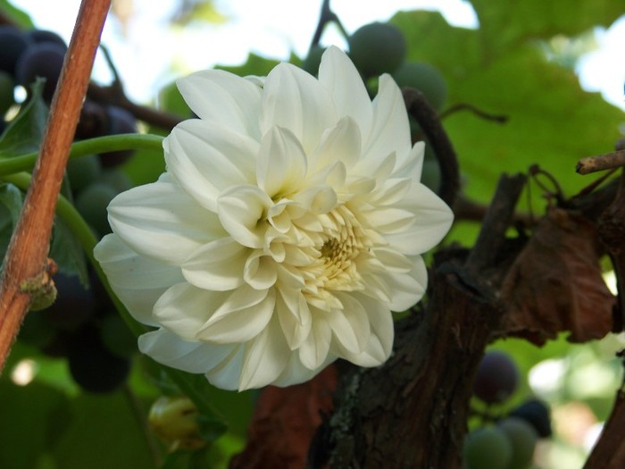 100_5179 - 2 August 2011