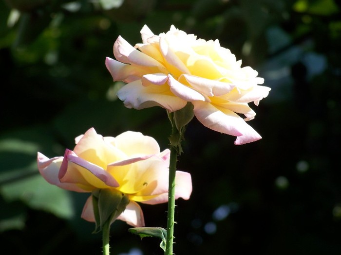 100_5181 - 2 August 2011