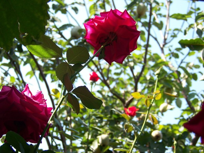 100_5185 - 2 August 2011