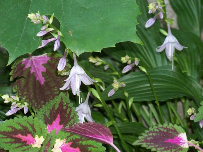 100_5198 - 2 August 2011